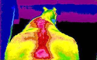 Full spine digital infrared
                                  thermal image of horse
